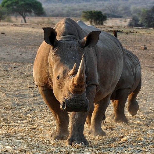 Prevention of Illegal Trade