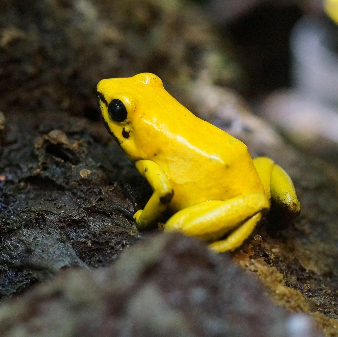 Build Beautiful Websites